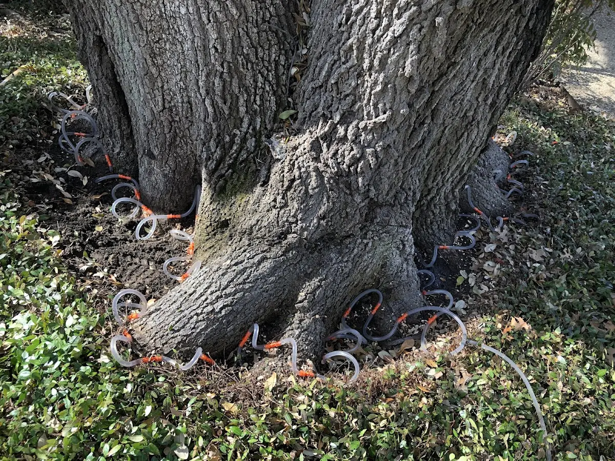 Detailed Tree Cabling and Bracing job site in Rosebud
