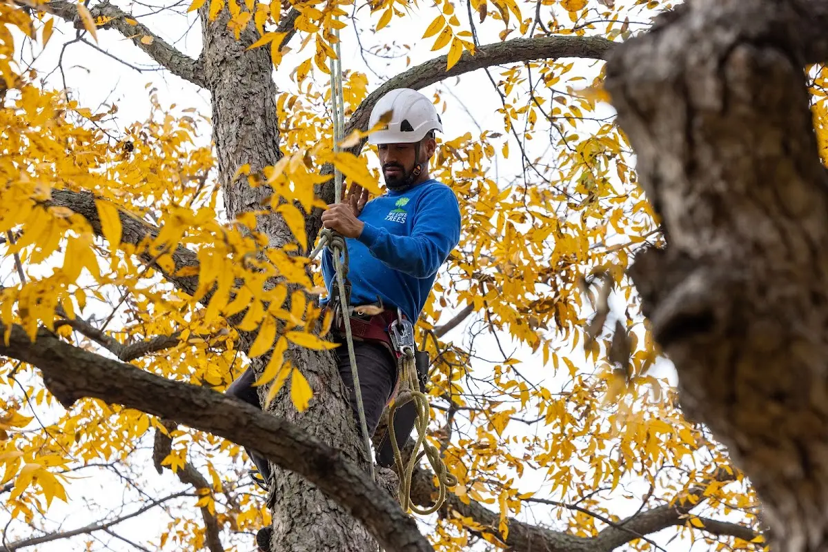 Skilled Storm Damage Cleanup crew working in Rosebud